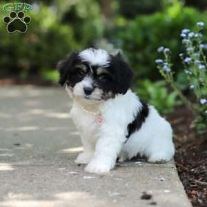 Dory, Cavachon Puppy